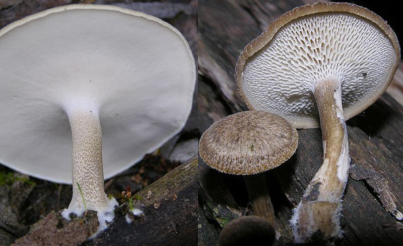 Polyporus ciliatus ?  (Polyporus arcularius)